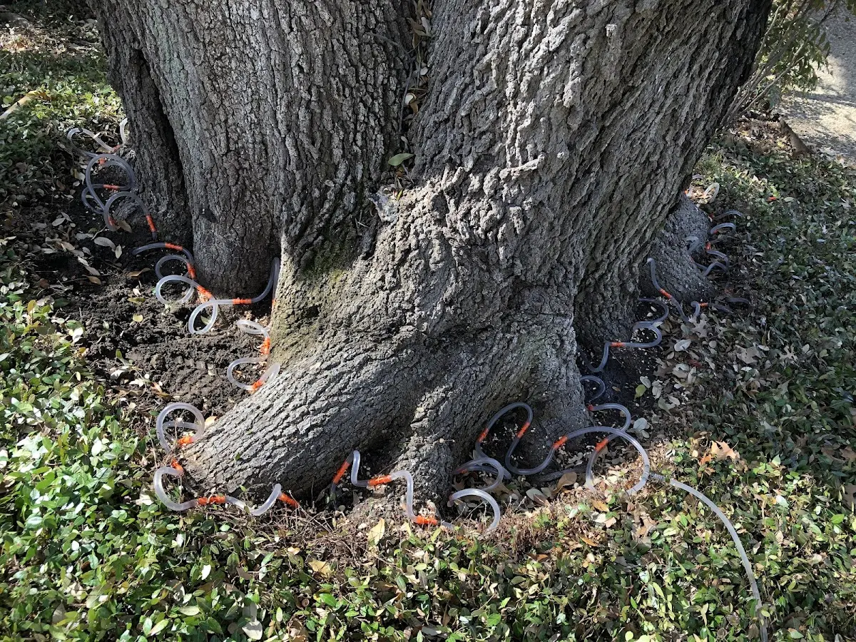 Detailed Tree Cabling and Bracing job site in Osawatomie
