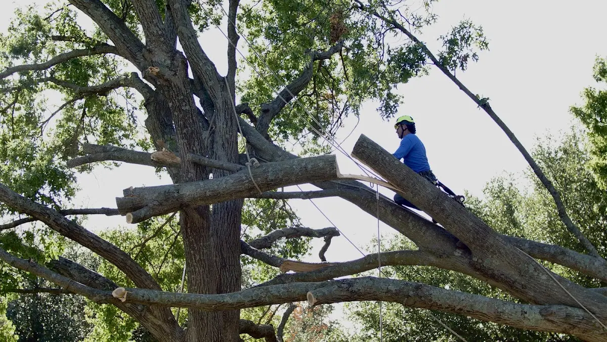Professional Crown Thinning performed by certified arborists in Osawatomie