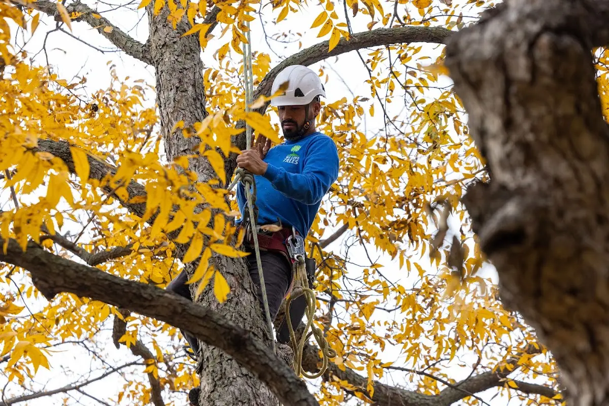 Skilled Tree Planting crew working in Osawatomie